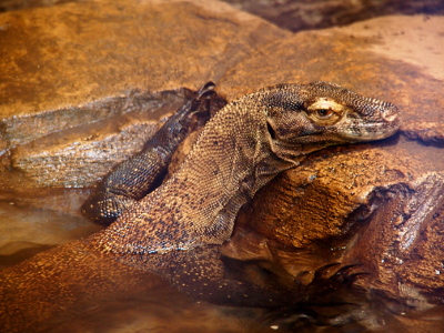 [The all-brown lizard has its front legs and head resting on the brown rocks at the water's edge.]
